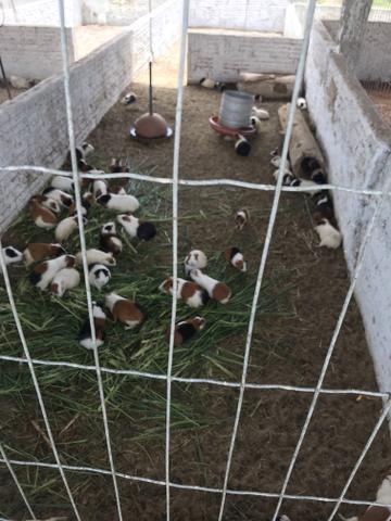 Fazenda real 3 - Foto 3