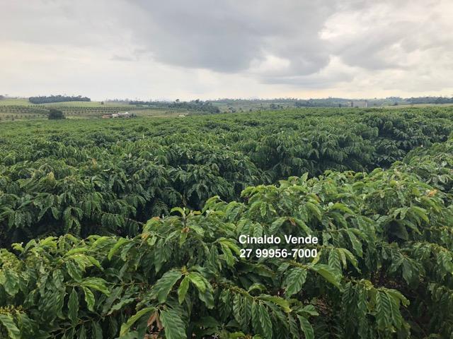 Fazenda com 35 alqueires (169,40 hectares) em São Mateus ES - Foto 4