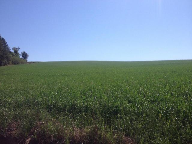 8271 | Fazenda à venda em ZONA RURAL, Espigão Alto Do Iguaçu - Foto 5