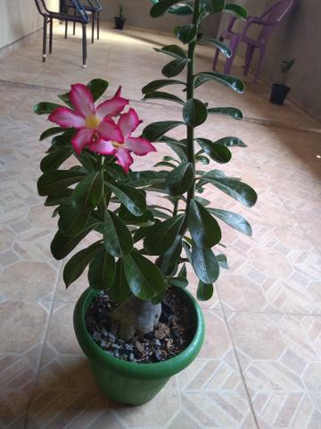 Rosa do deserto 40 reais