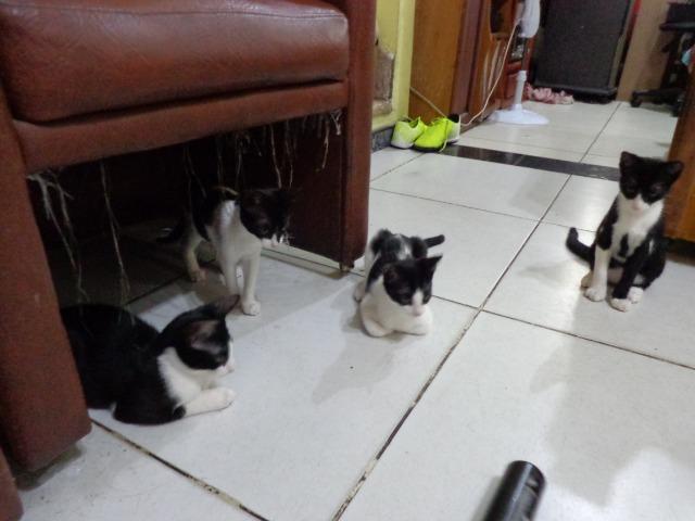 Doação Gato filhotes saudáveis - Foto 6