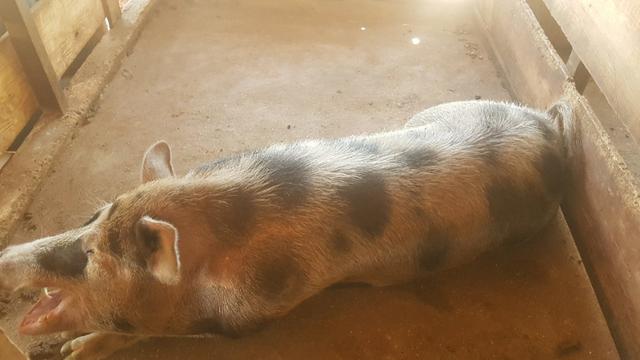 Vendo Chácara de porteira fechada em Planaltina GO , ou troco por Imóvel no DF - Foto 20