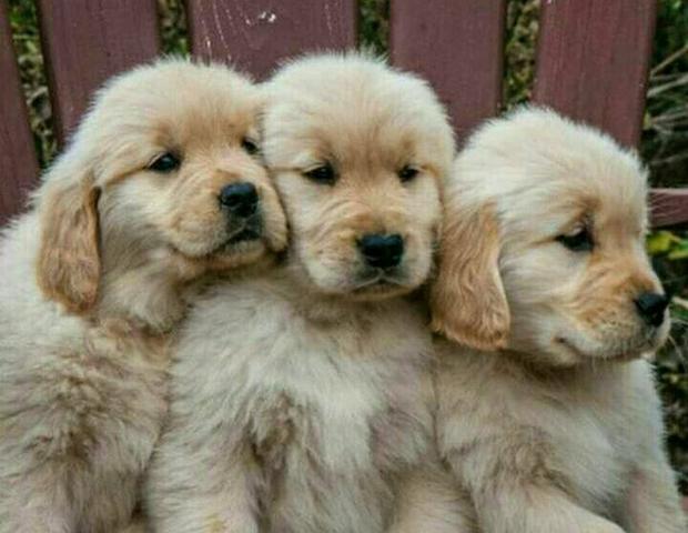 golden retriever juntos cachorros fofos