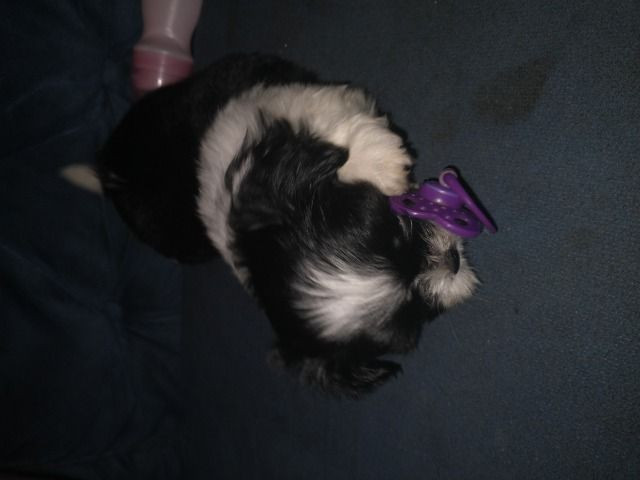 Femea de lhasa apso