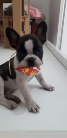 Oportunidade com Seguranca Bulldog Frances Babys