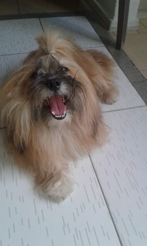 Procura-se namorada para Lhasa apso - Foto 2
