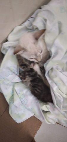 Doação urgente dois gatinhos - Foto 5