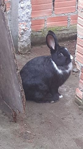Porquinho da india
