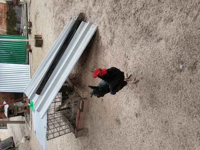 Aves - Foto 2