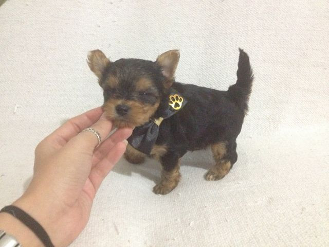 Oportunidade com Seguranca Yorkshire Babys - Foto 2