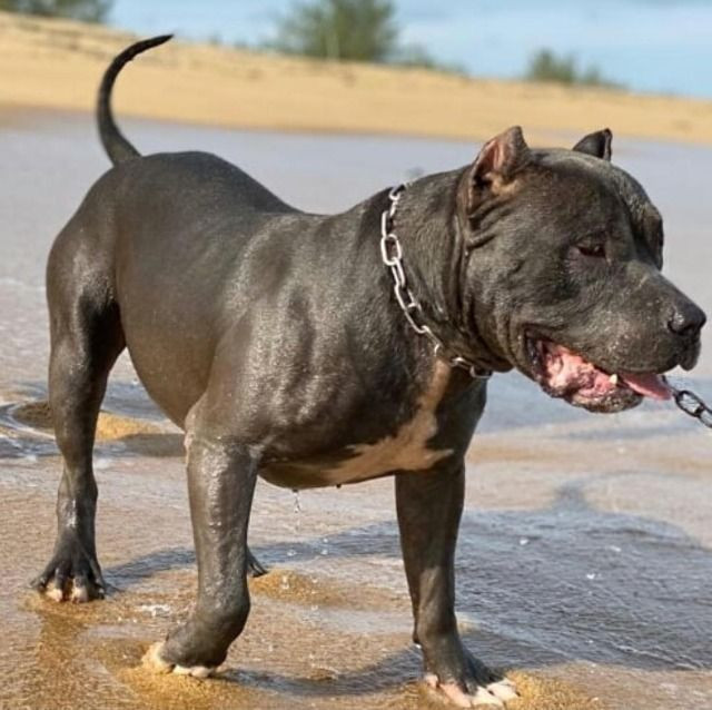 Vendo Filhotes de American Bully recém nascidos! - Foto 3