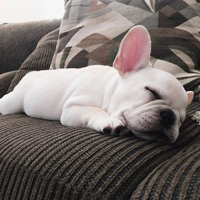 Bulldog francês ótima procedência - Foto 2