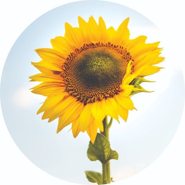 Adesivos decorativos