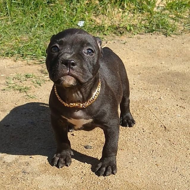 Vendo Filhotes de American Bully recém nascidos! - Foto 2