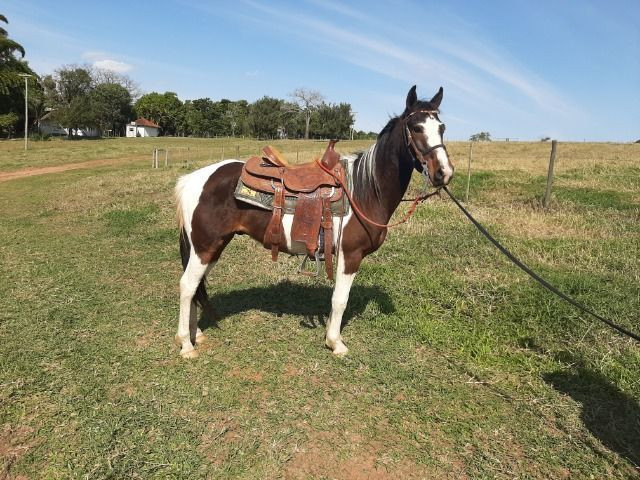 Cavalo pampa - Foto 3
