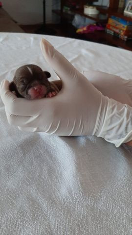 Filhote shiguela tzu - Foto 3