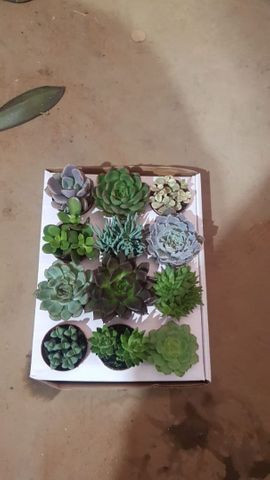 Plantas