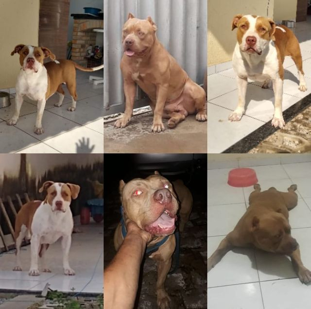2 filhotes pitbull red nose - Foto 2