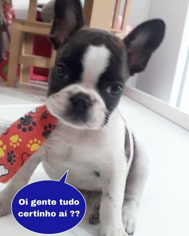 Oportunidade com Seguranca Bulldog Frances Babys - Foto 2