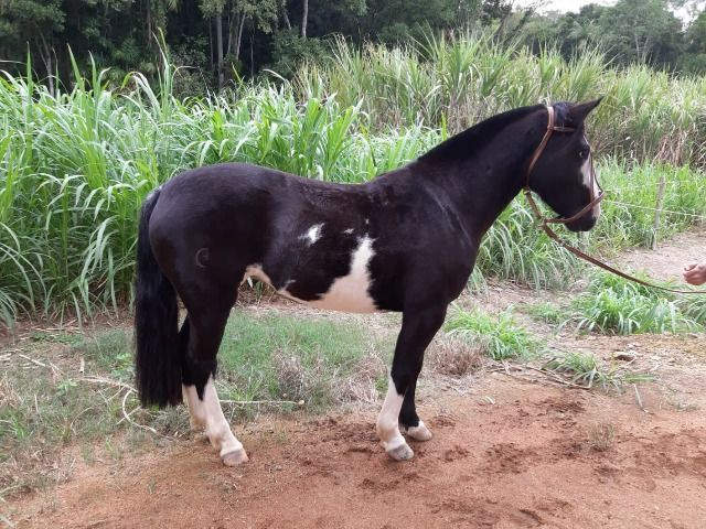Egua Preta bragada Diferenciada