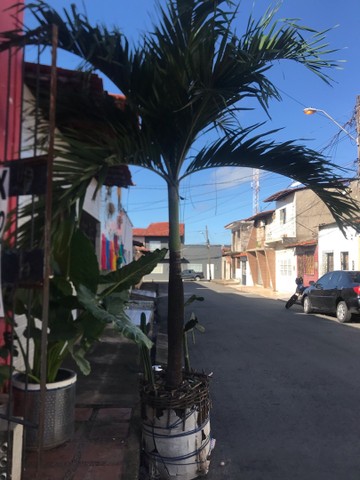 Vendo palmeira 3m - Foto 2