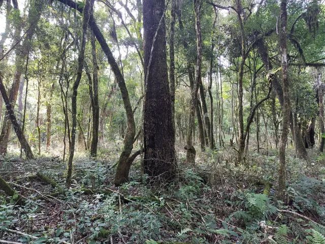 Sitio são Pedro  - Foto 2