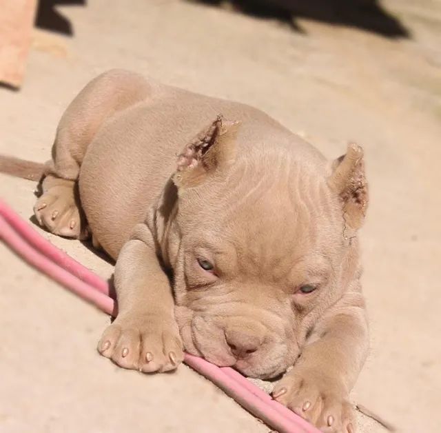 American Bully Cachorros e acessórios Bonsucesso, Rio de Janeiro
