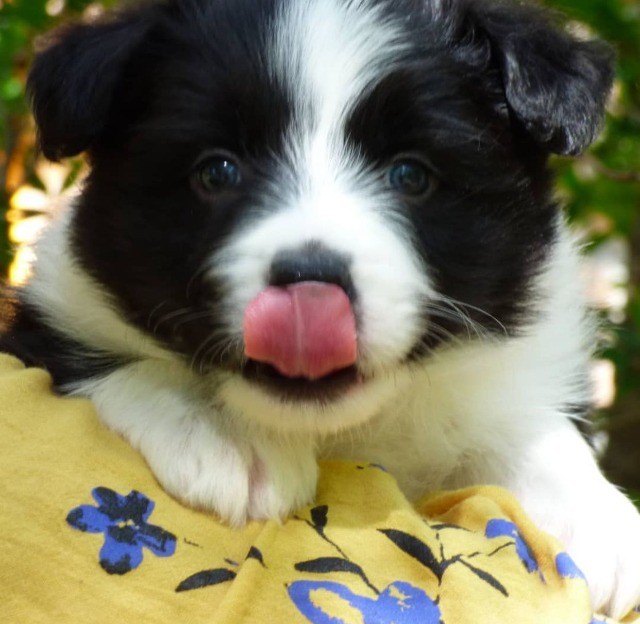 Border Collie filhotes disponíveis.