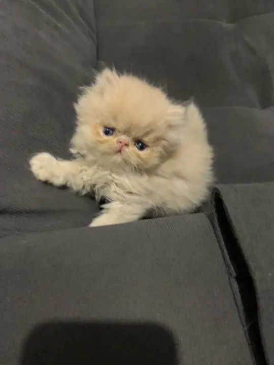 Filhote de persa macho   - Foto 2