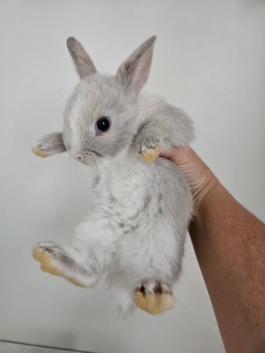 Coelho mini anão  - Foto 3