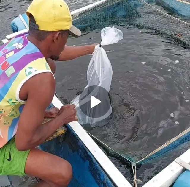 Oportunidade Criatório de Tilápias - Coruripe - Foto 3