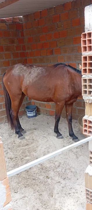 Cavalo. Égua mangalarga  - Foto 6