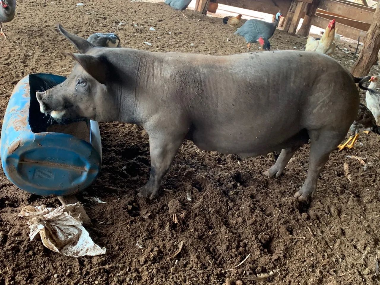 Marroa de primeira cria 