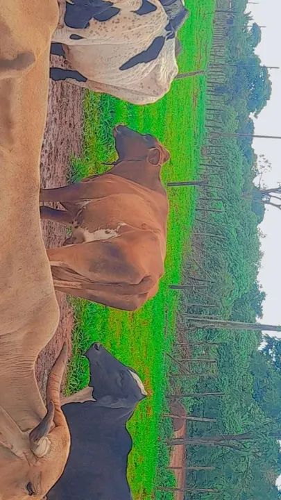  vende-se duas vacas formação Chama no WhatsApp