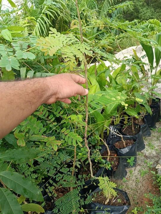 Mudas nativas reflorestamento ornamentais  - Foto 6