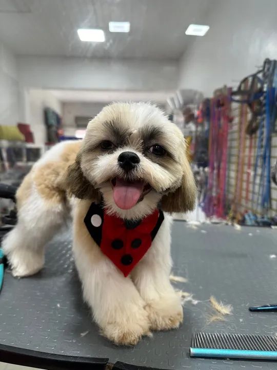 Banho e tosa ? - Foto 2