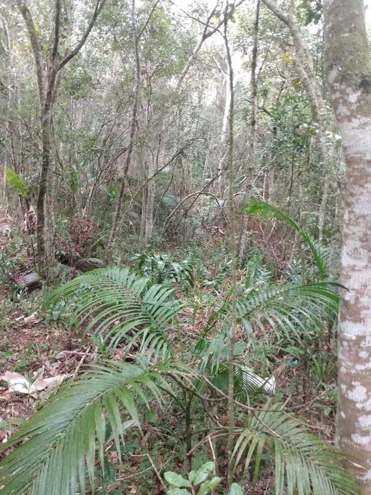 Área 37.650 m2 Embú Guaçu/Parelheiros  - Foto 11