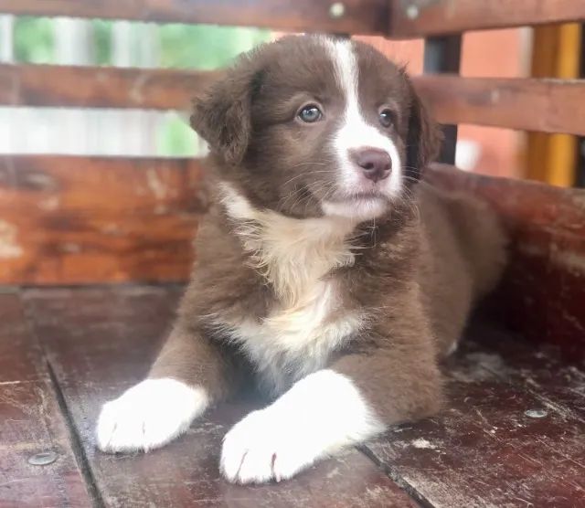 Border Collie- Preto e branco/ chocolate / vermelho australiano-  11*95932*0322 - Cachorros e acessórios - Barão Geraldo, Campinas 1280841674