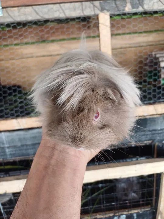 Porquinho da Índia fêmea  - Foto 2