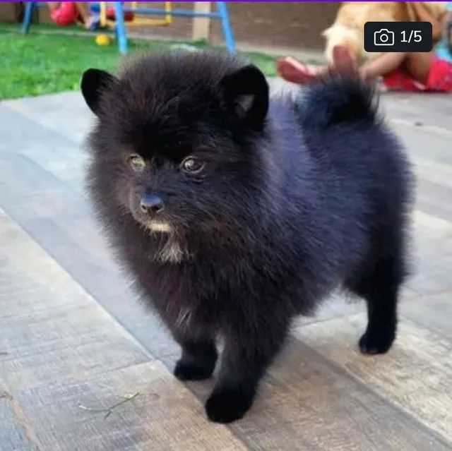 Spitz Alemão macho pedigree cbkc 12x sem juros - Foto 2