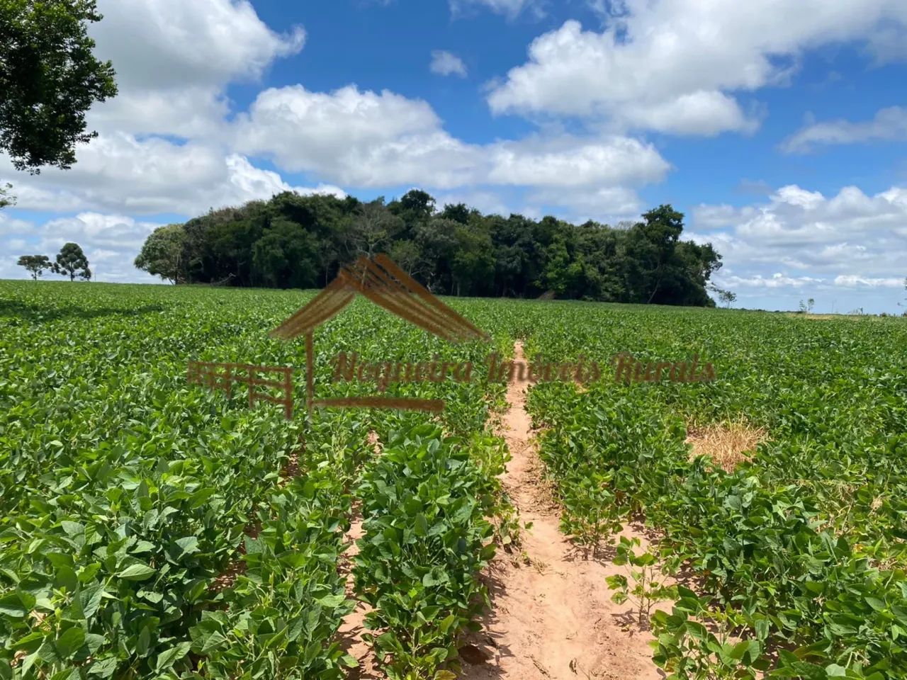 Sítio com 16 Alqueires na Região De Avaré-SP - Foto 13