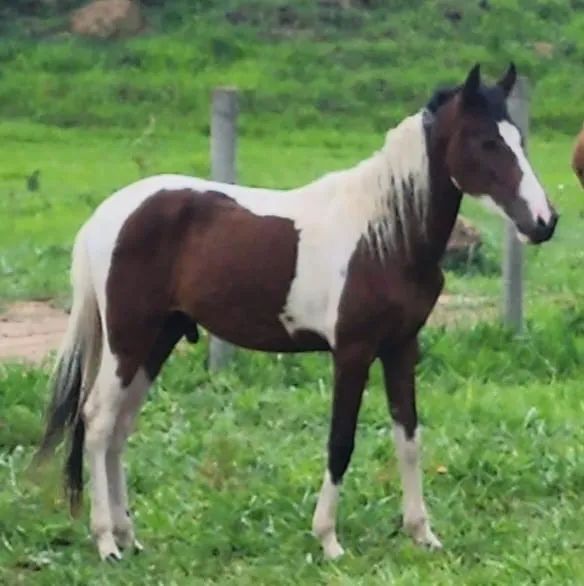 Potro mangalarga 