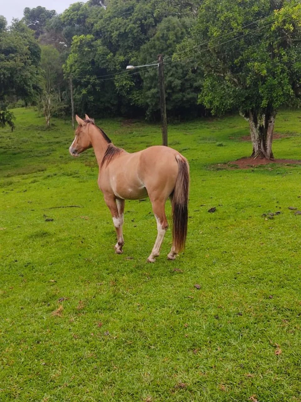 Potra Gateada Bragada Domada - Foto 5