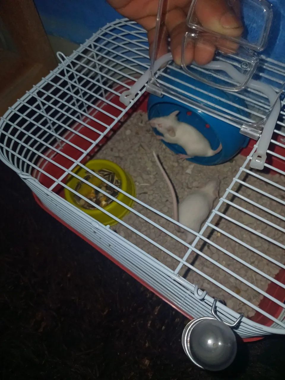 Tenho camundongo branco disponível 64684501959425122