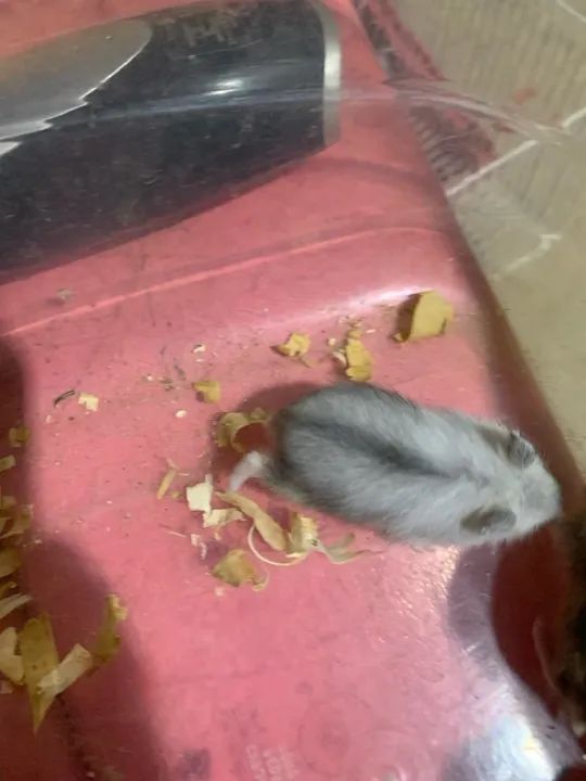 Venda Hamister russo filhote manso  - Foto 4