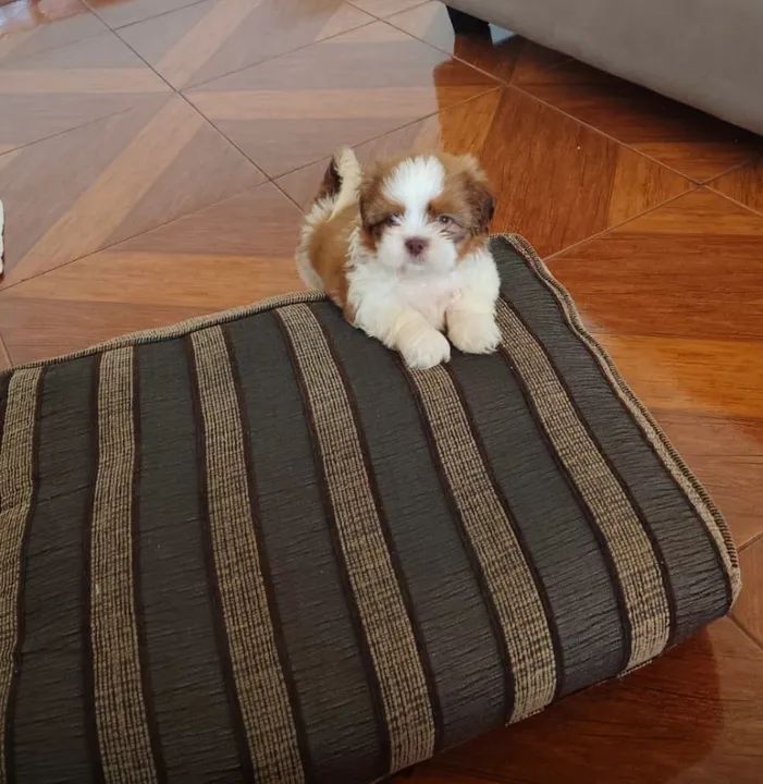 Shih Tzu filhotinho lindo - Foto 4