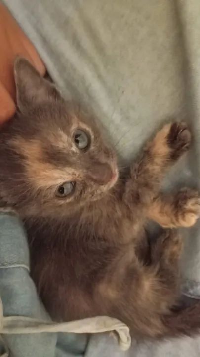 MIAUdote >> Lindos Filhotinhos de Gato para Adoção - Foto 3