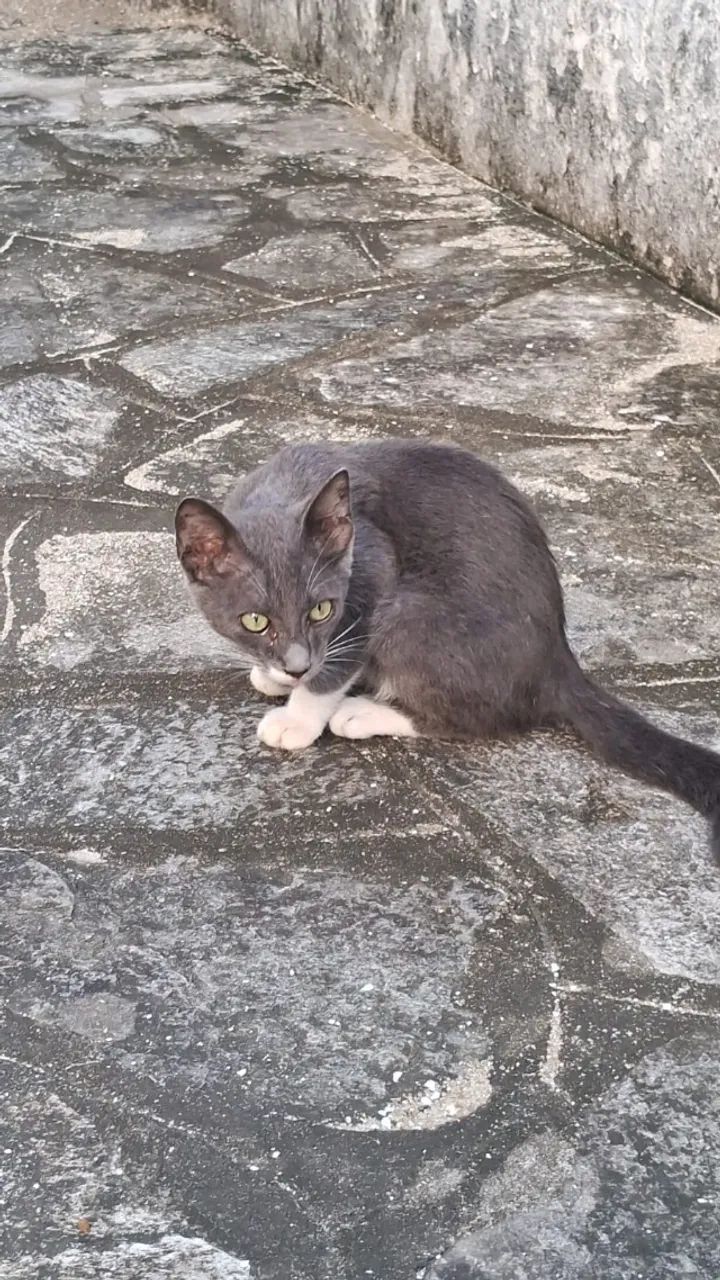 Gatos carinhosos para doação responsável varios - Foto 4