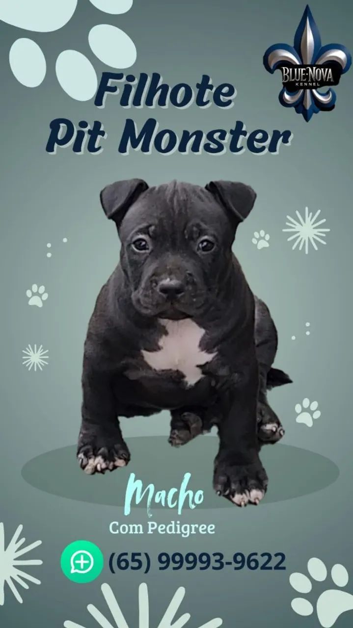 Filhotes Pit Monster com Pedigree a partir de R$1000,00 - Foto 2