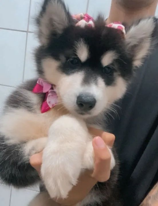 Husky siberiano fêmea  - Foto 2